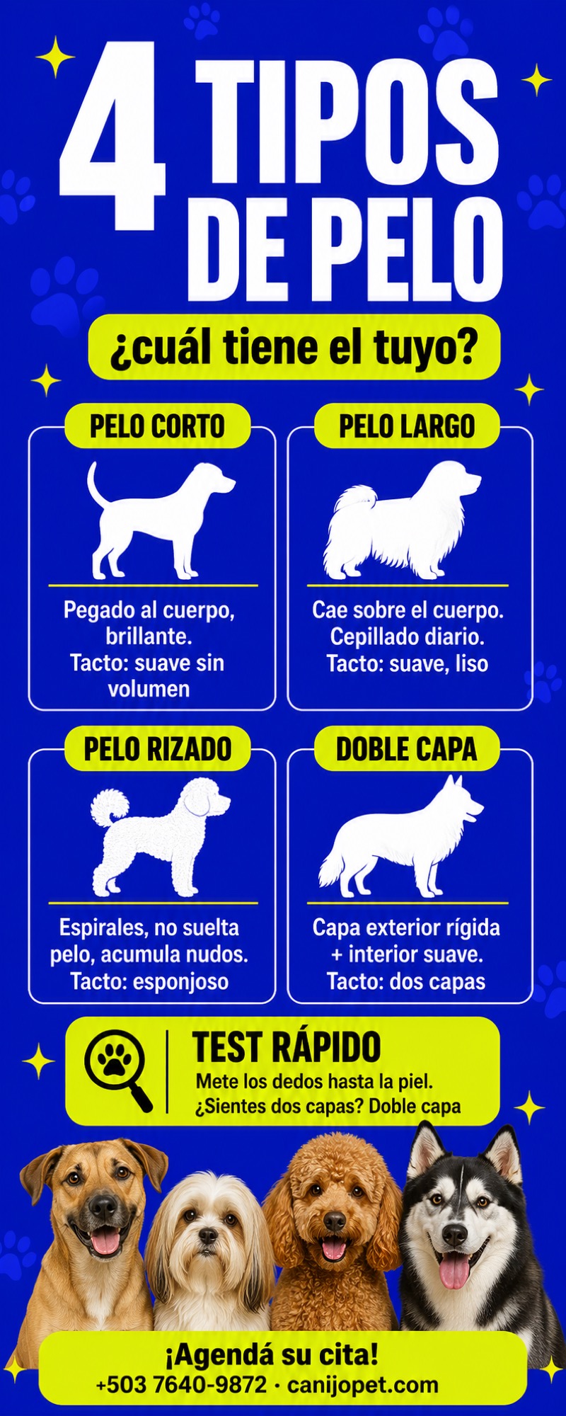 Los 4 tipos de pelo en perros: cómo identificarlos