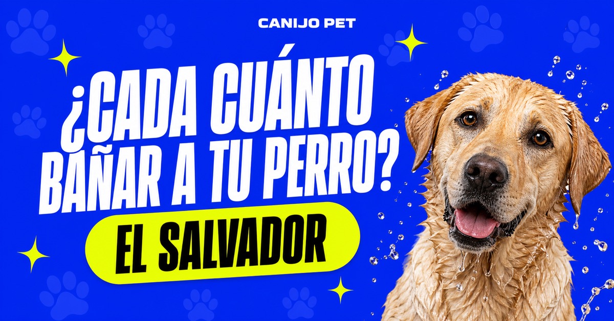 Guía para saber cada cuánto bañar a tu perro