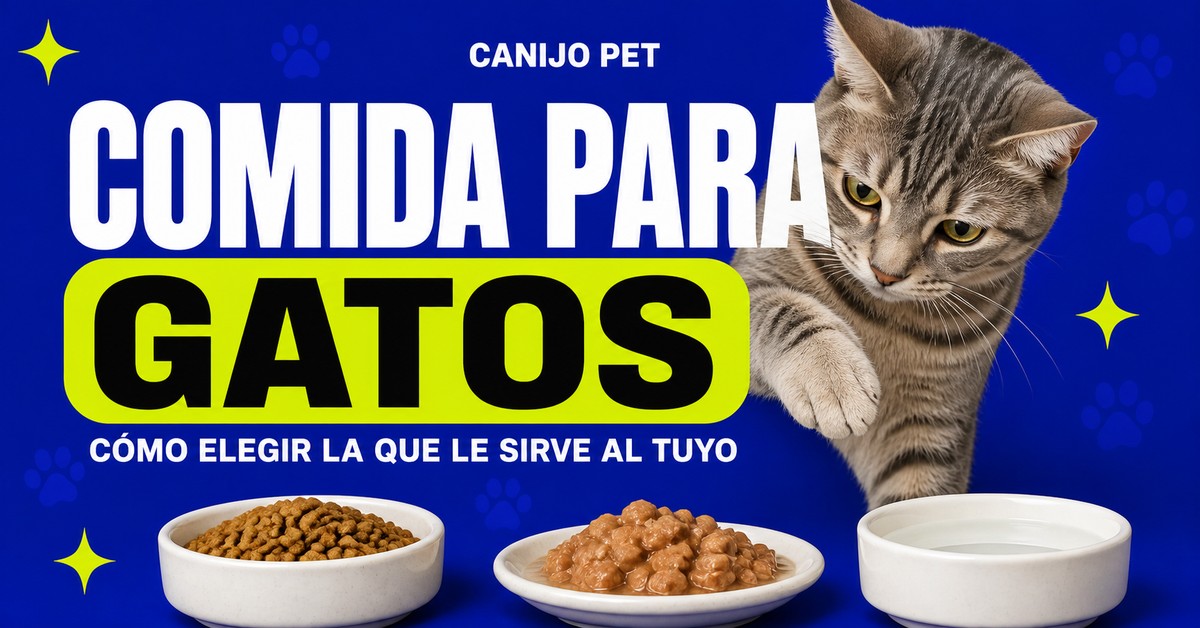 Gato atigrado gris junto a bowls con agua, croquetas y alimento húmedo