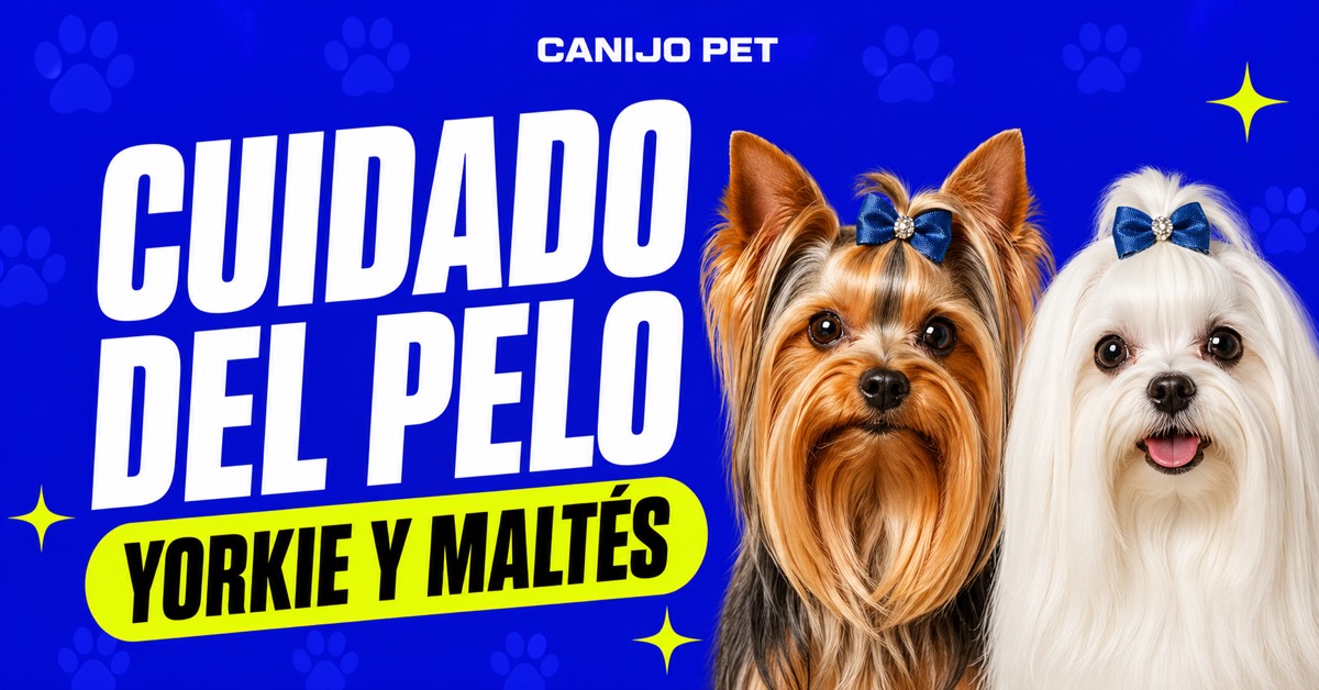 Cepillado de Yorkie y Maltés en casa