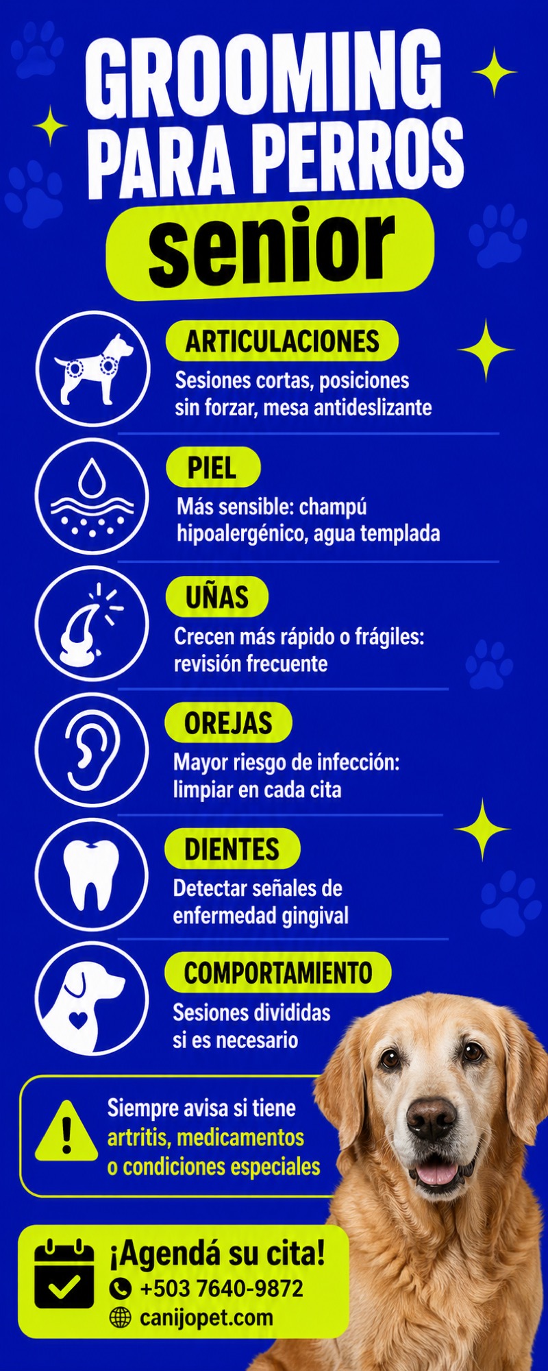 Cuidados de grooming para perros mayores: qué cambia después de los 7 años