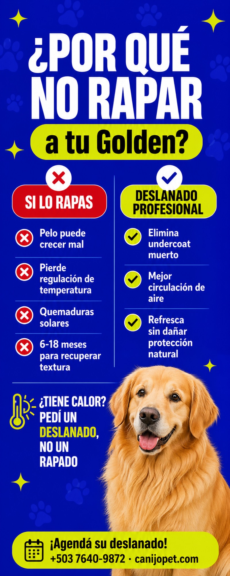 Consecuencias de rapar un perro de doble capa: por qué no hacerlo