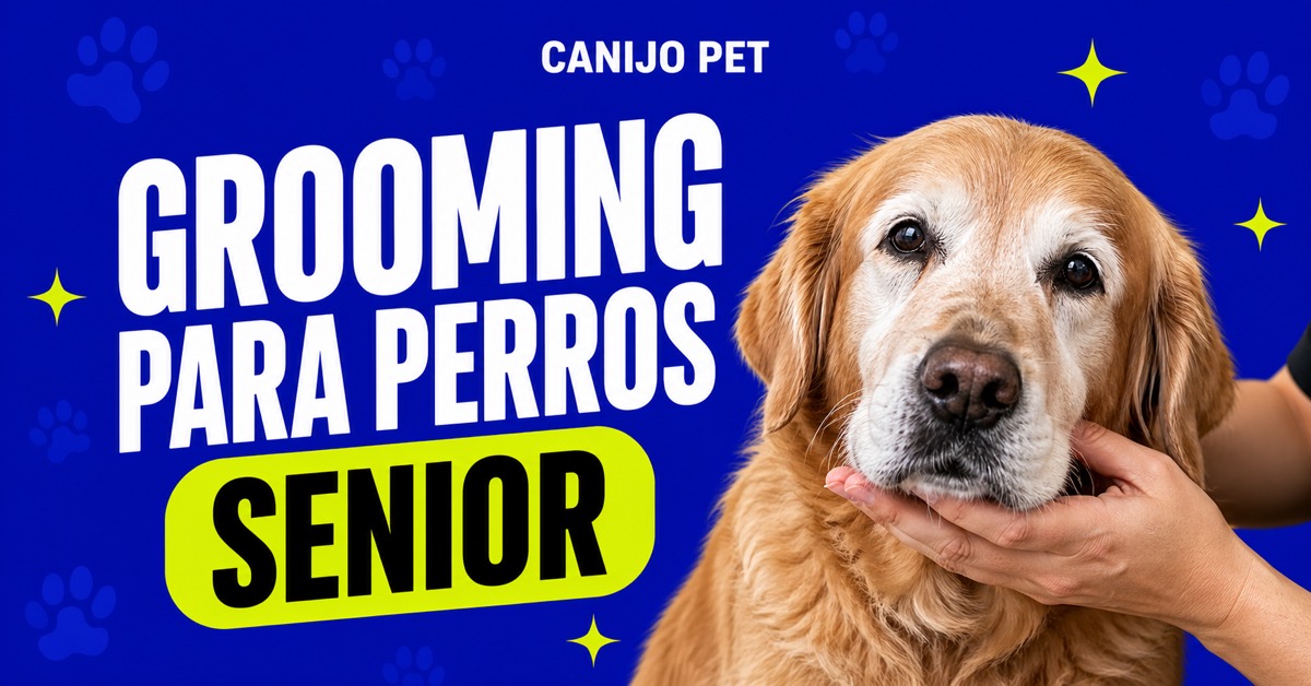Cuidados de grooming para perros mayores