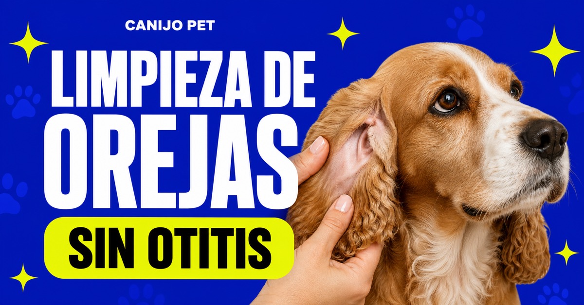 Cómo limpiar las orejas de tu perro para prevenir otitis