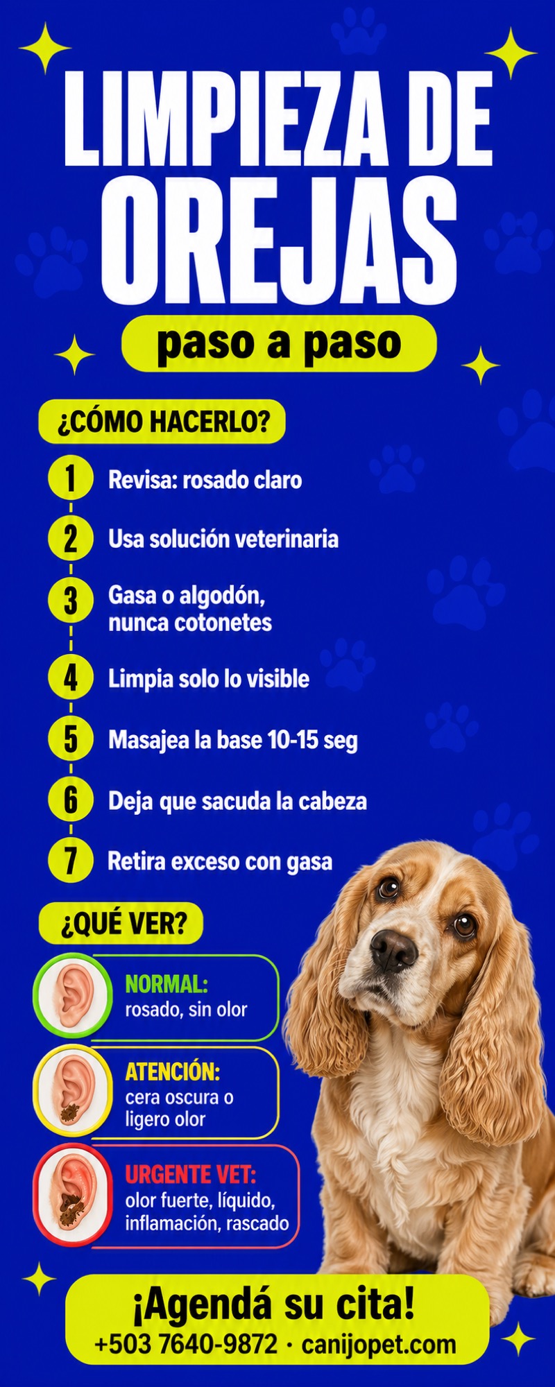 Limpieza de orejas del perro paso a paso