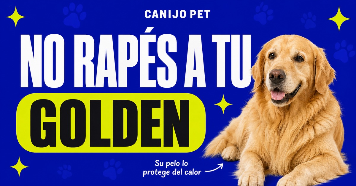 Por qué no se debe rapar a un Golden Retriever en el calor