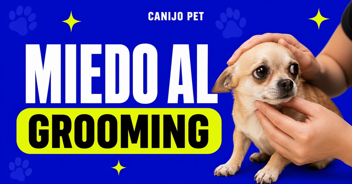 Cómo ayudar a un perro con miedo al baño y al grooming