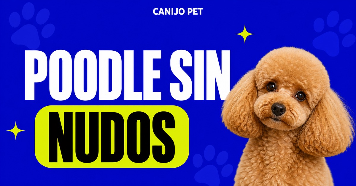 Cómo prevenir nudos en Poodle entre citas de grooming