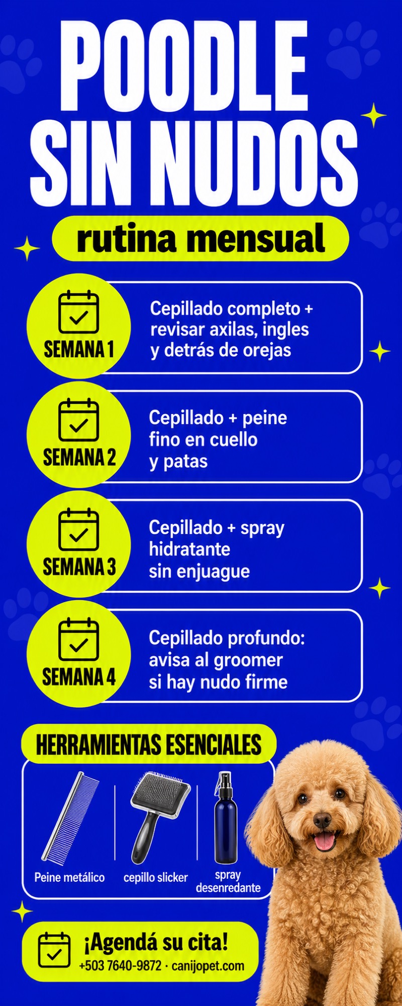 Rutina anti-nudos para Poodle entre citas de grooming