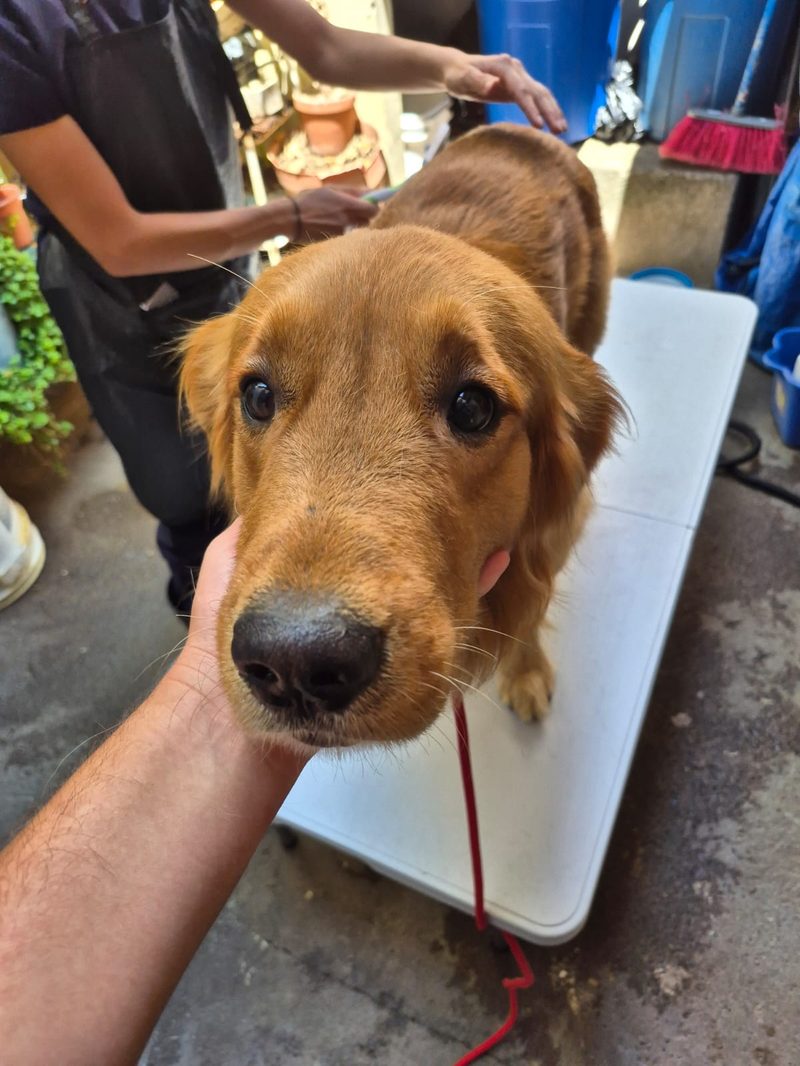 Perro adulto recibiendo grooming profesional a domicilio
