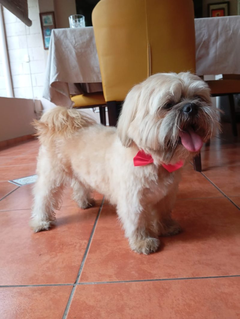 Cachorro recibiendo su primer baño profesional a domicilio