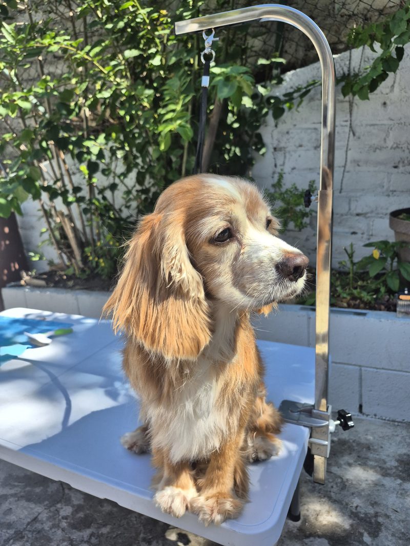 Perro mayor recibiendo cuidado especial de grooming a domicilio