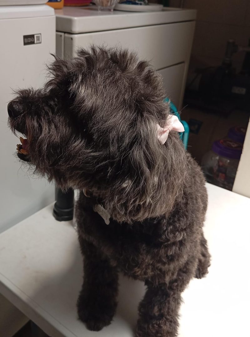 Toby después de su grooming Canijo